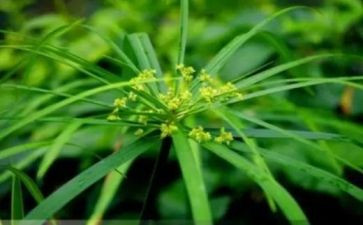 幼儿园大班分草莓教案5篇