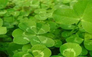 青草湾读后感5篇