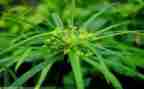 幼儿园大班分草莓教案5篇