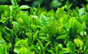 关于茶的教案优质6篇