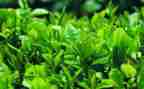黑茶销售活动策划精选5篇