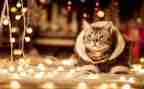 宠物猫演讲稿5篇
