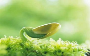 种子发芽啦教案5篇