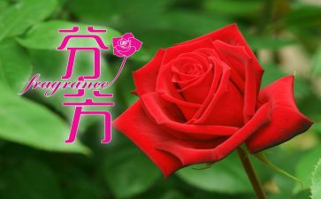 《芬芳》作文7篇