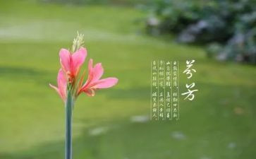 《芬芳》作文模板5篇