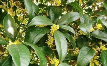 家乡的桂花树作文参考7篇