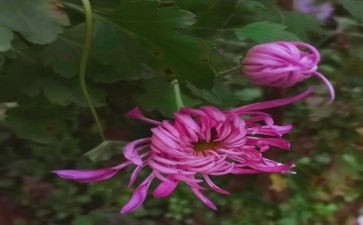 菊与刀读书心得体会通用6篇