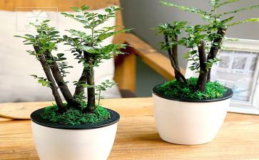 绿化管理工作总结8篇