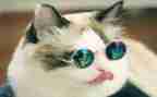 猫的读后感500字作文优质6篇