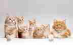 猫.鼠.狗读后感400字优秀7篇