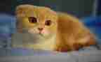 猫的读后感30字推荐6篇