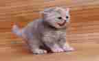黏上我的猫演讲稿模板7篇