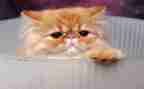 幼儿园熊猫教案8篇
