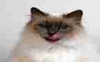 天猫策划活动方案7篇