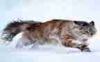 猫.鼠.狗读后感400字模板5篇