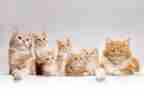 四年级语文下册猫的教案8篇