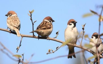小麻雀读后感8篇