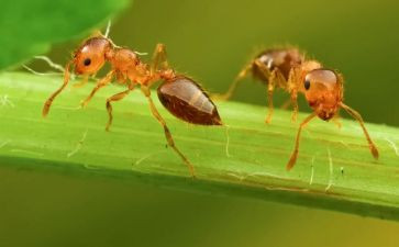蚂蚁运粮体育教案7篇