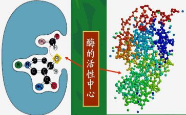 酶的教案优质7篇