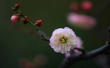 梅花的作文300字5篇