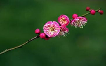 梅花的作文500字6篇
