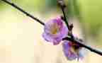 小班《梅花》教案5篇