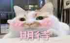 我期待看作文600字优质7篇