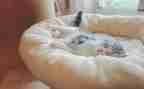 音乐课小猪睡觉教案5篇