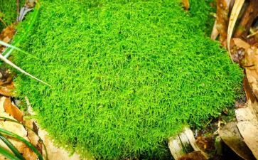 苔的材料作文优秀6篇