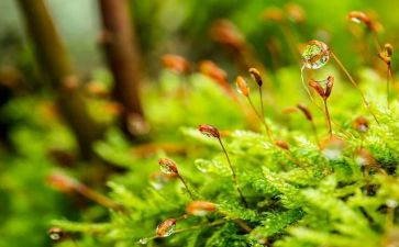 苔的材料作文推荐7篇