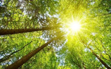 大班语言《太阳》教案8篇