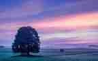 天空与鸟作文6篇