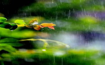雨滴的作文8篇