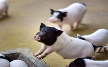 小猪幼儿教案7篇